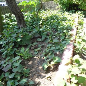 11.草取り・蜂の巣退治