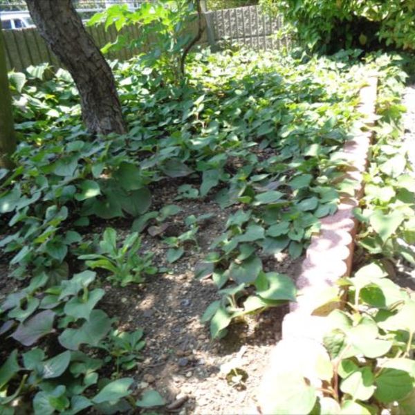 11.草取り・蜂の巣退治